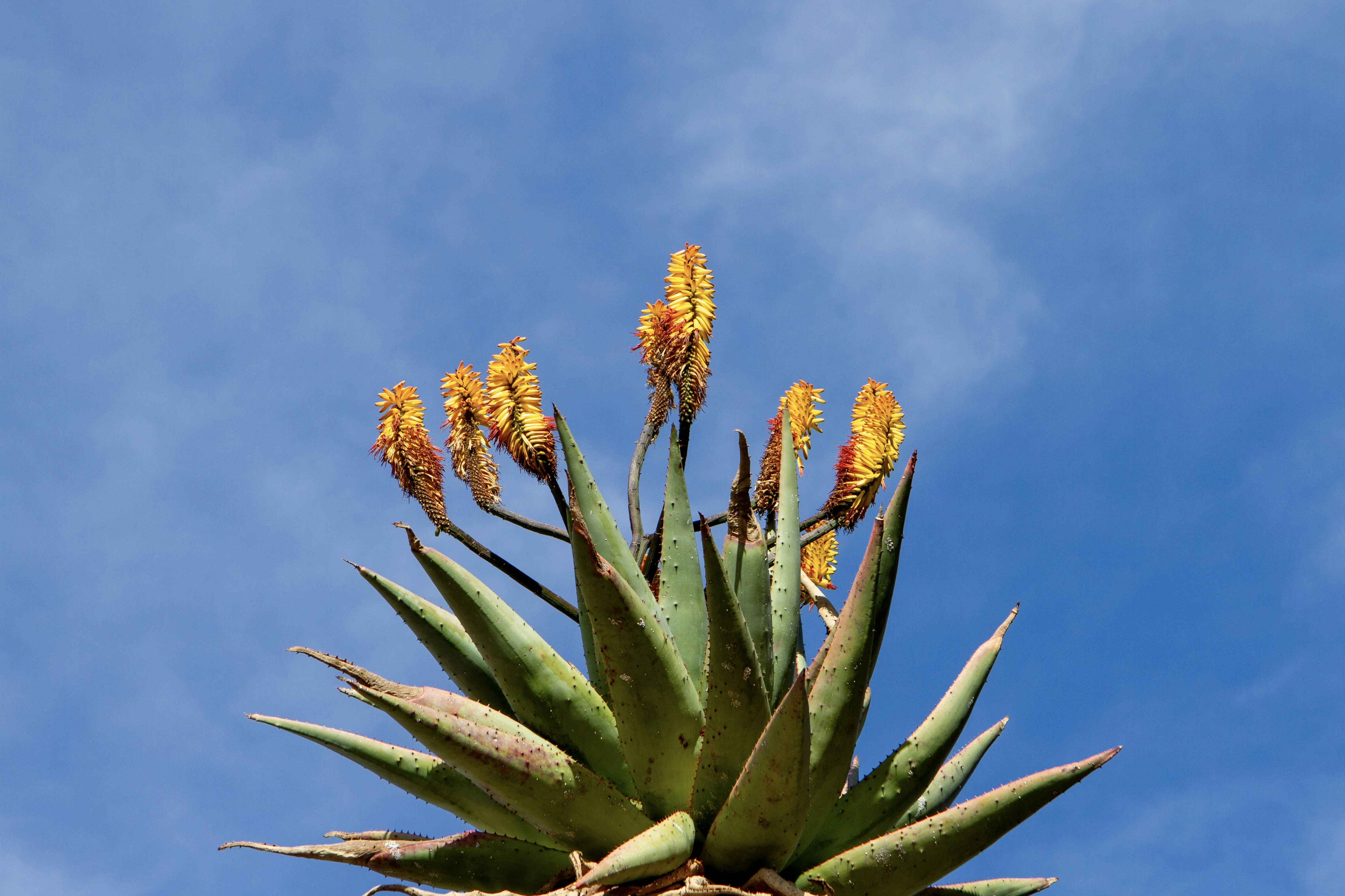 a close up of a plant with yellow flowers