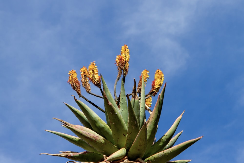 um close up de uma planta com flores amarelas