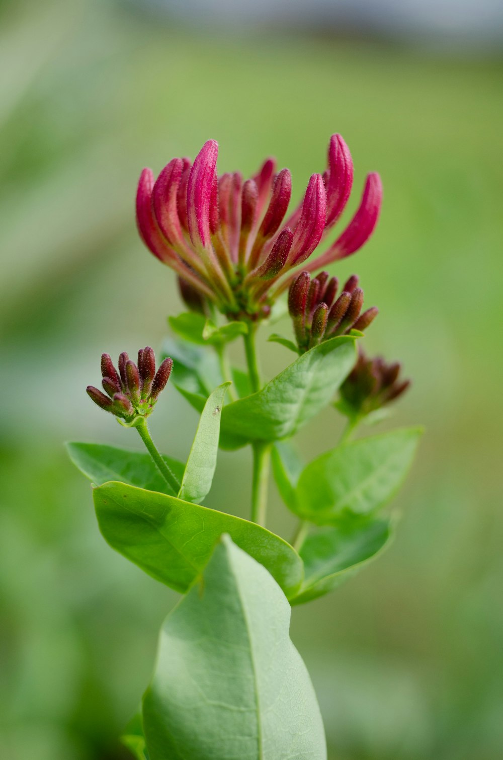 a close up of a flower with a blurry background