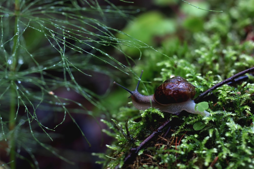 a snail is crawling on a mossy surface
