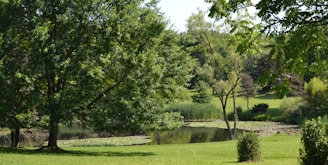 A lush green landscape featuring several large trees, a small pond, and abundant grass. The trees are fully leafed, and the area surrounding the pond is dotted with aquatic plants. The scene is tranquil and primarily composed of natural elements.