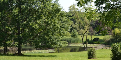 A lush green landscape featuring several large trees, a small pond, and abundant grass. The trees are fully leafed, and the area surrounding the pond is dotted with aquatic plants. The scene is tranquil and primarily composed of natural elements.
