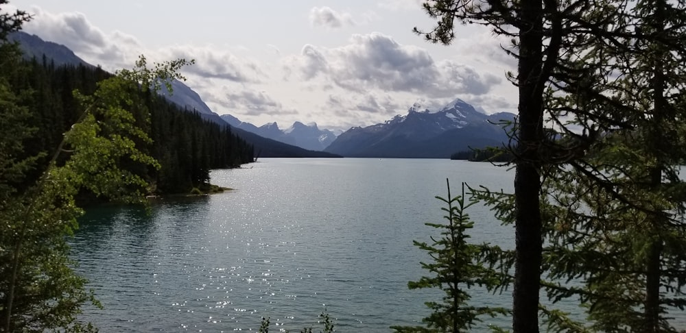 a large body of water surrounded by trees