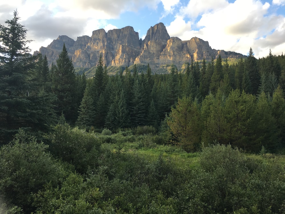 a lush green forest filled with lots of trees