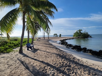 a person sitting on a bench under a palm tree