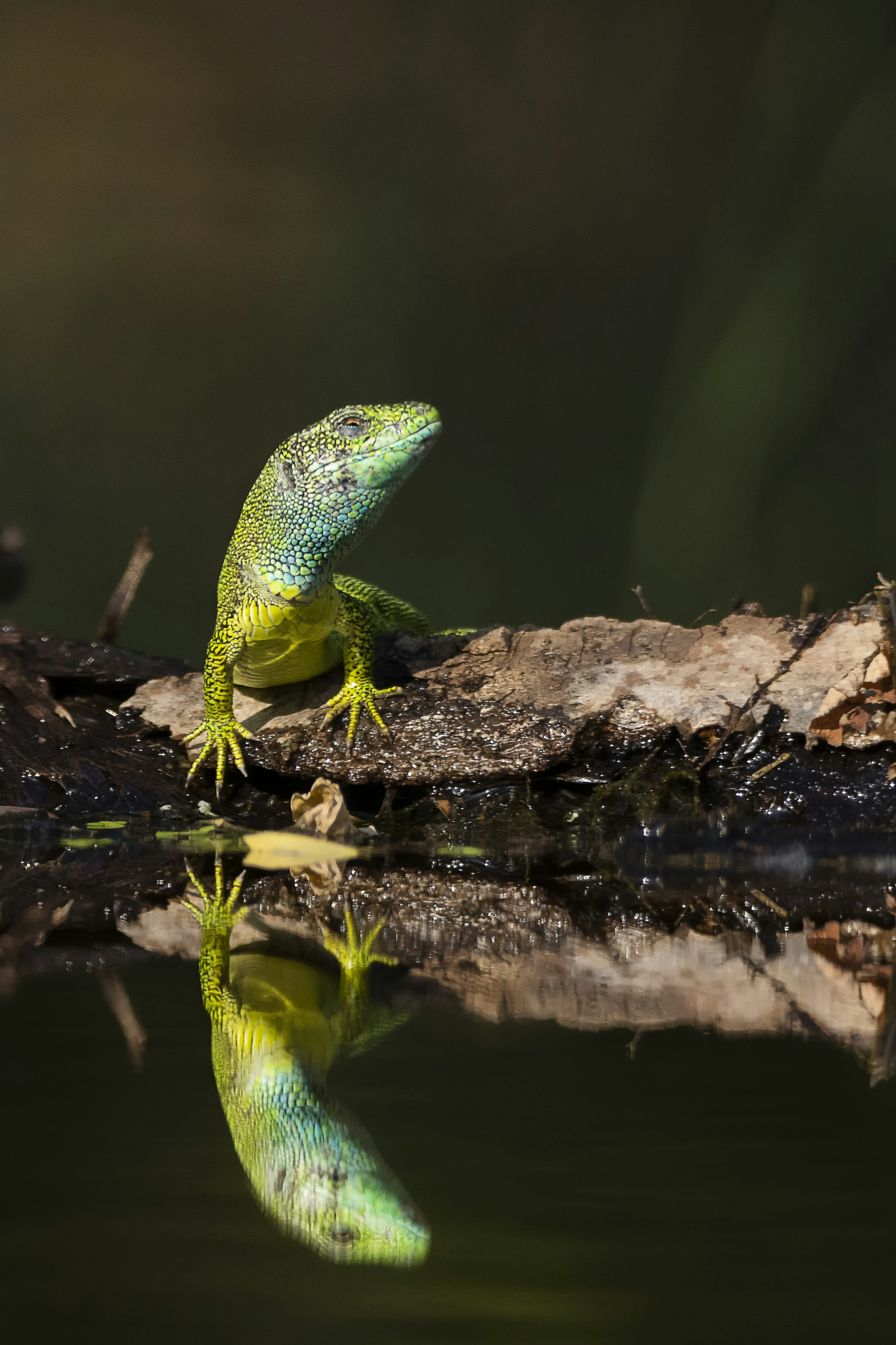 una lucertola verde seduta su un tronco nell'acqua