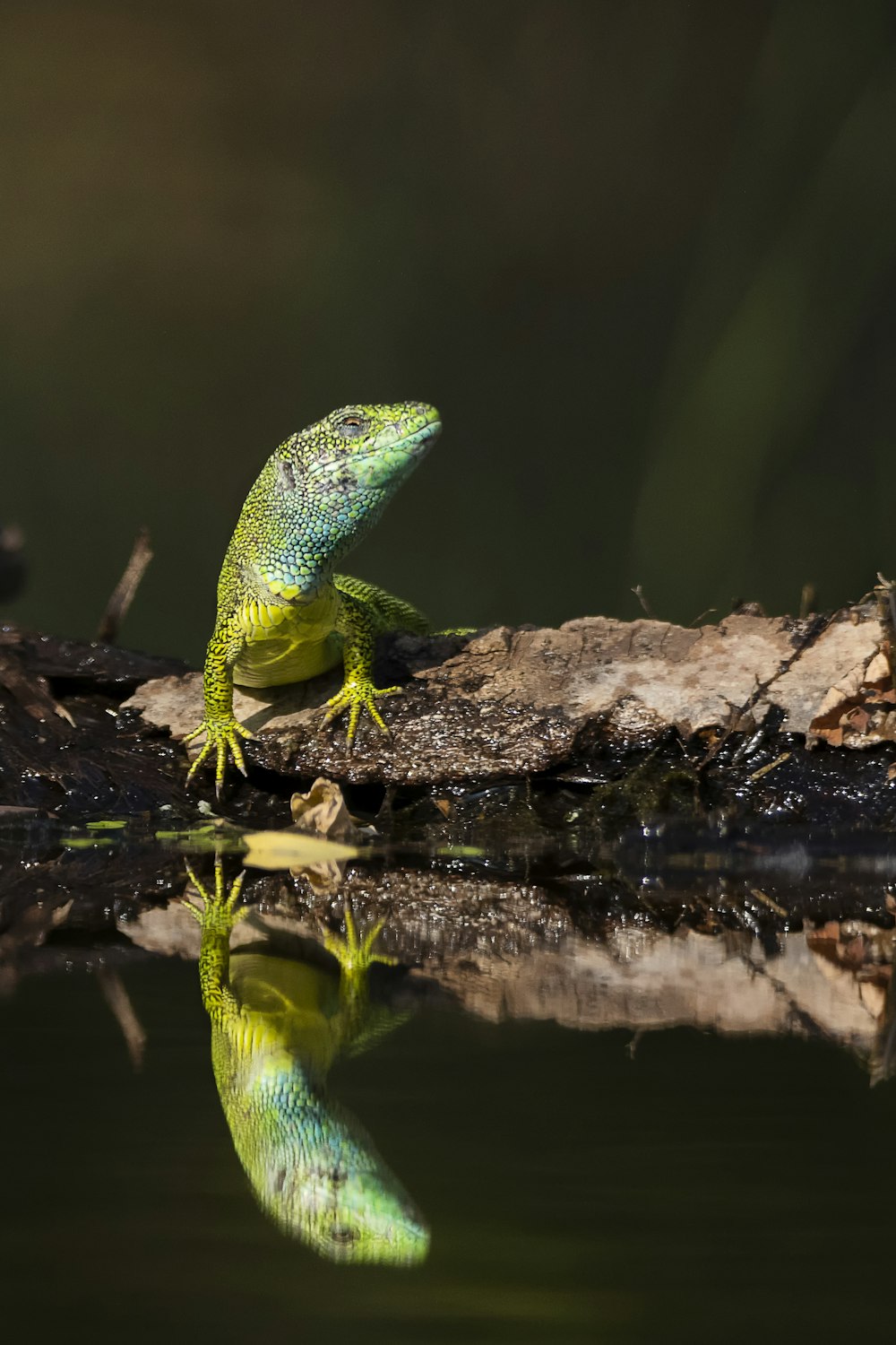 a green lizard sitting on a log in the water
