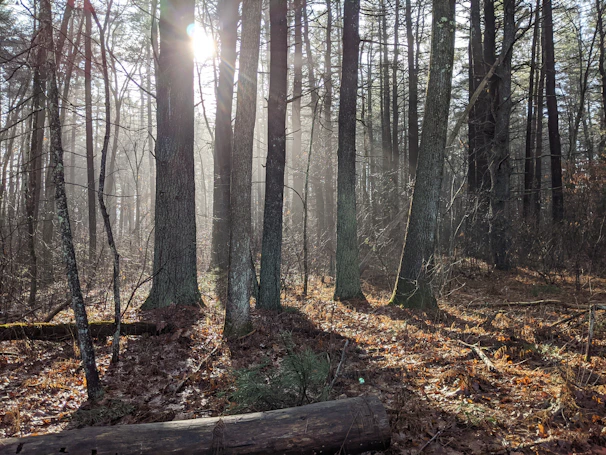 Sunlight filtering through dense forest canopy, casting gentle shadows on moss-covered stones.