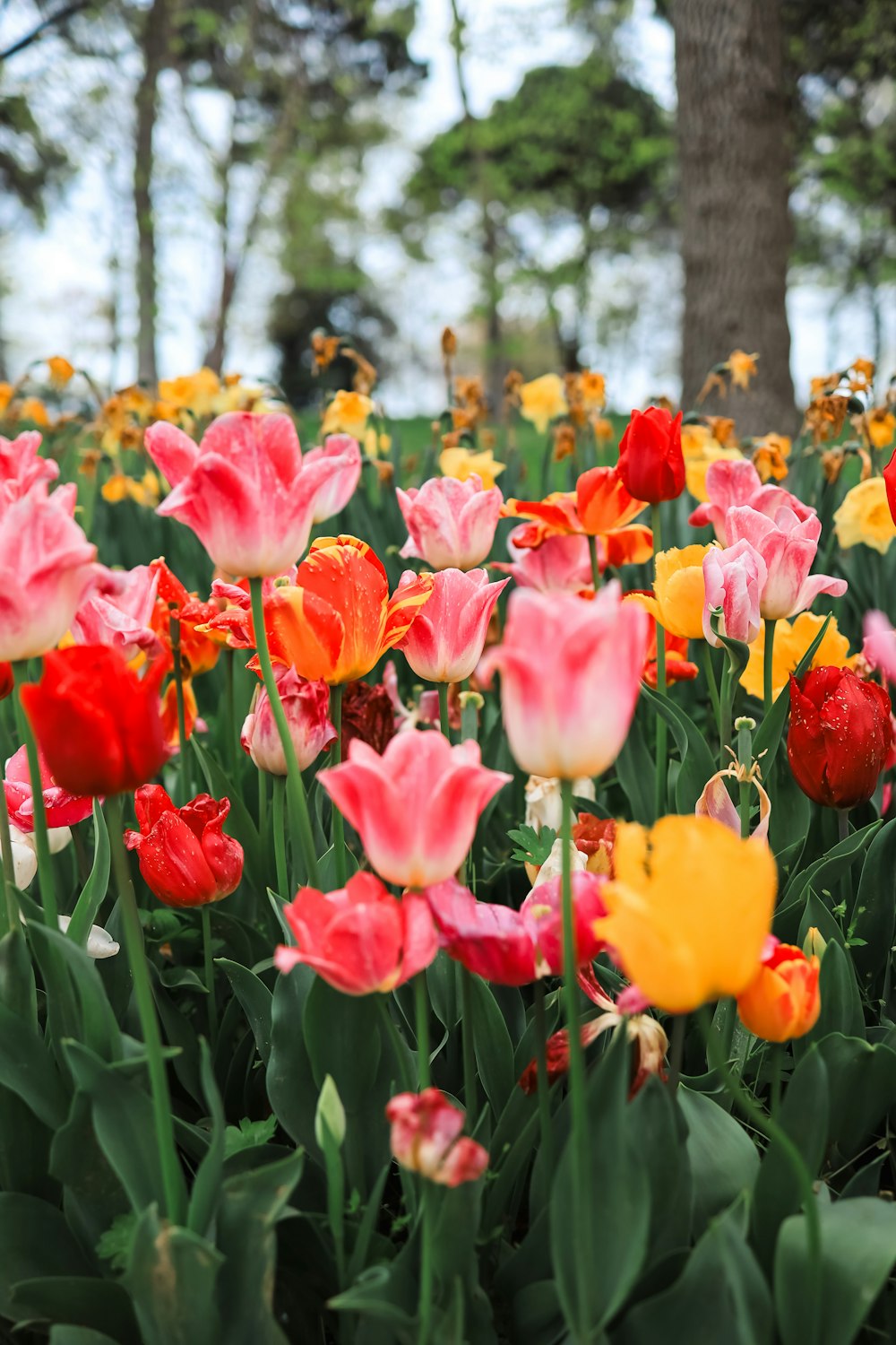 a field of colorful flowers with trees in the background