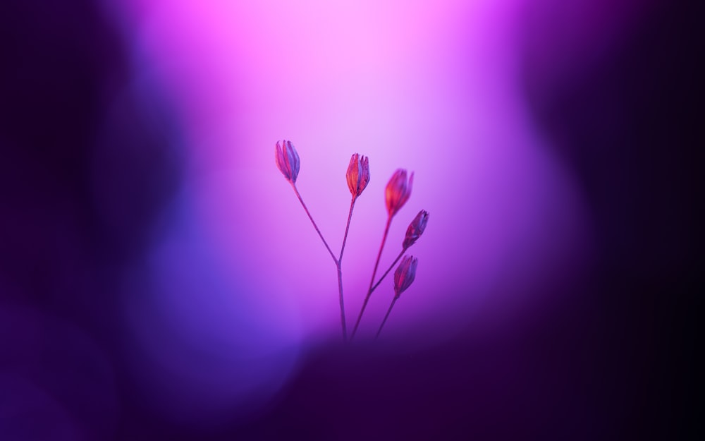 a close up of a bunch of flowers on a purple background