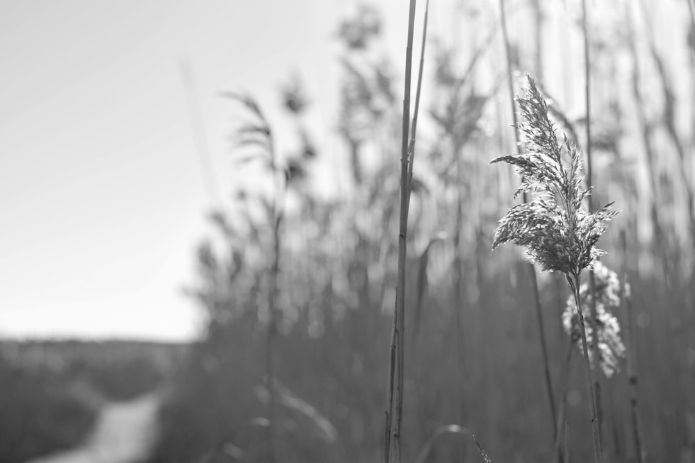 a black and white photo of tall grass