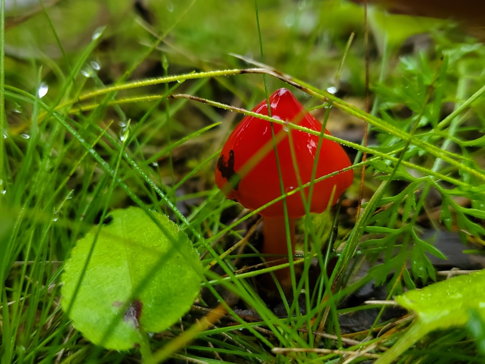 a small red mushroom sitting in the grass