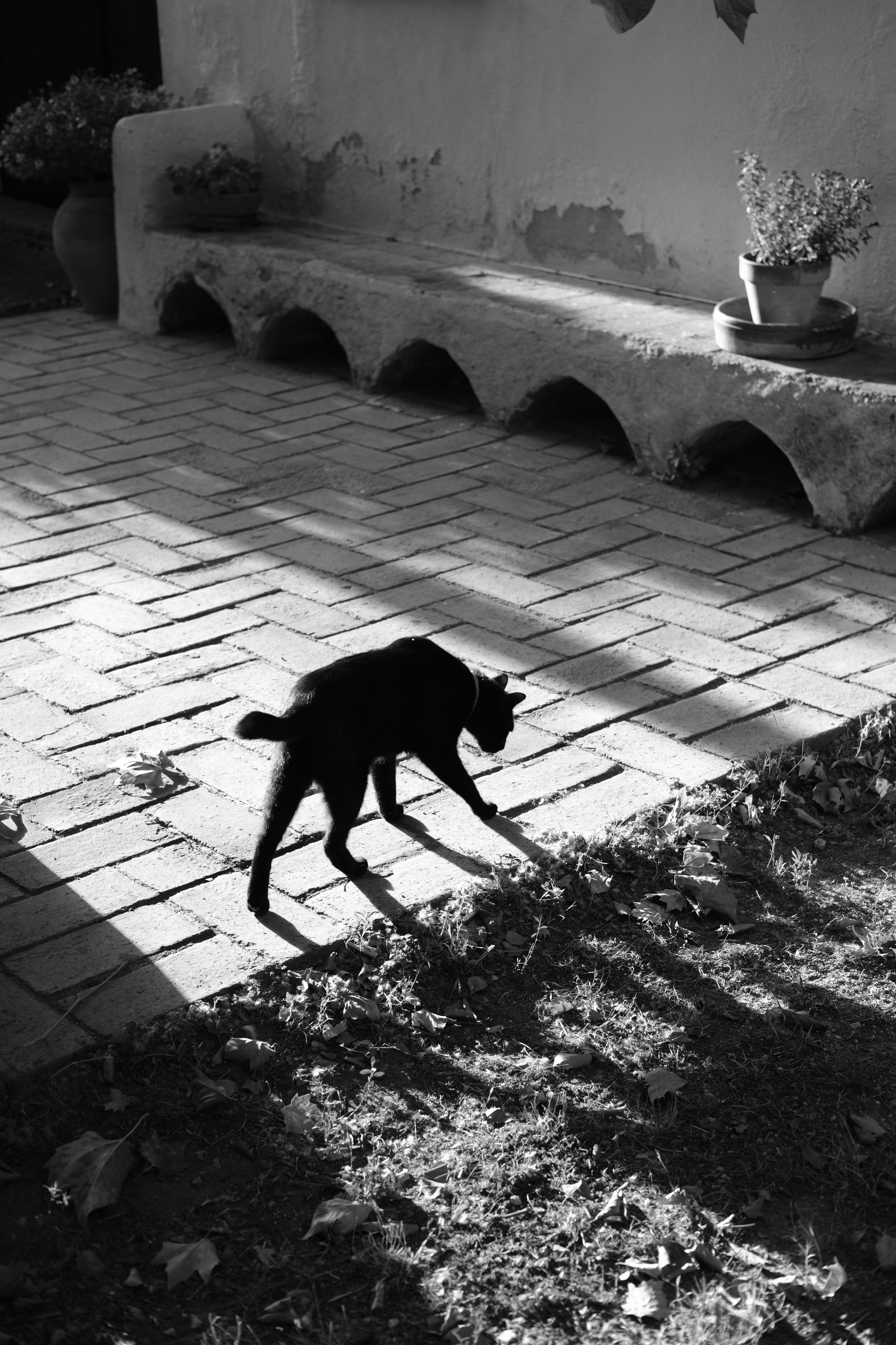 1. They Follow You from Room to Room (image credits: unsplash)