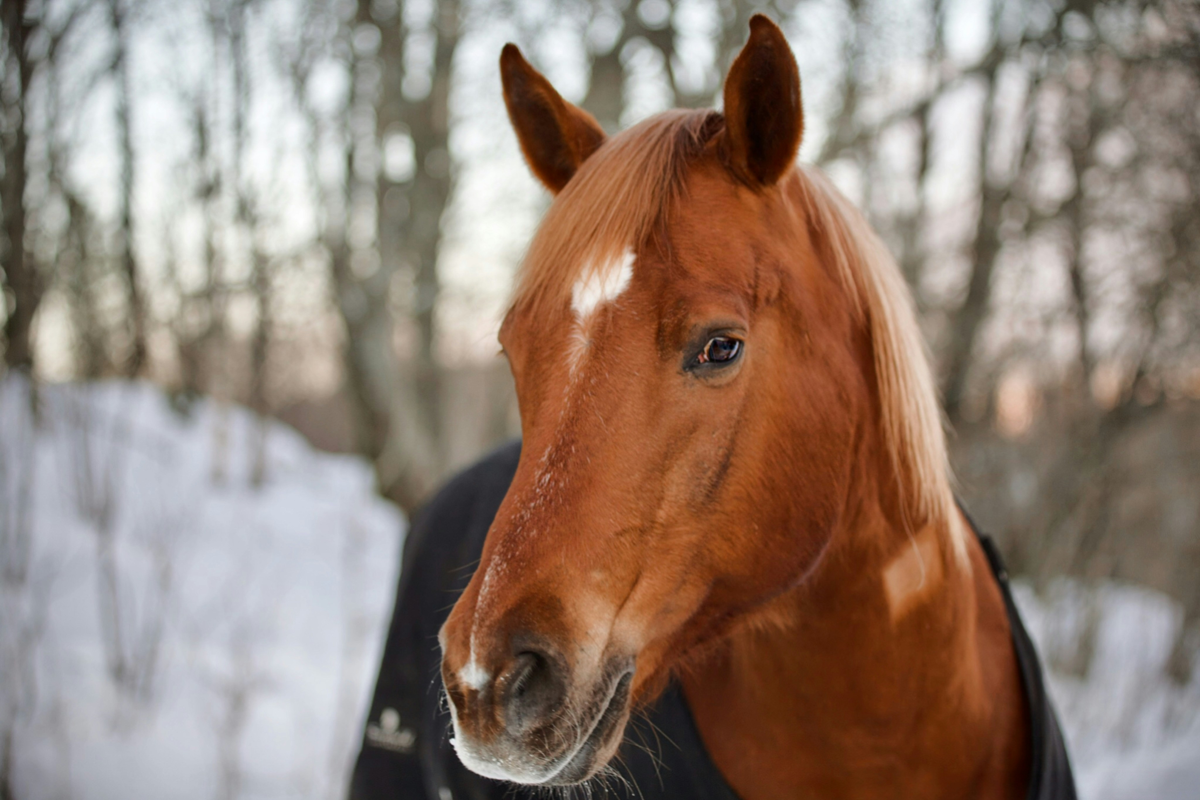 A horse with brown fur and a golden mane. It has a white mark on its nose, and is wearing a black coat to stay warm while out in the snow.