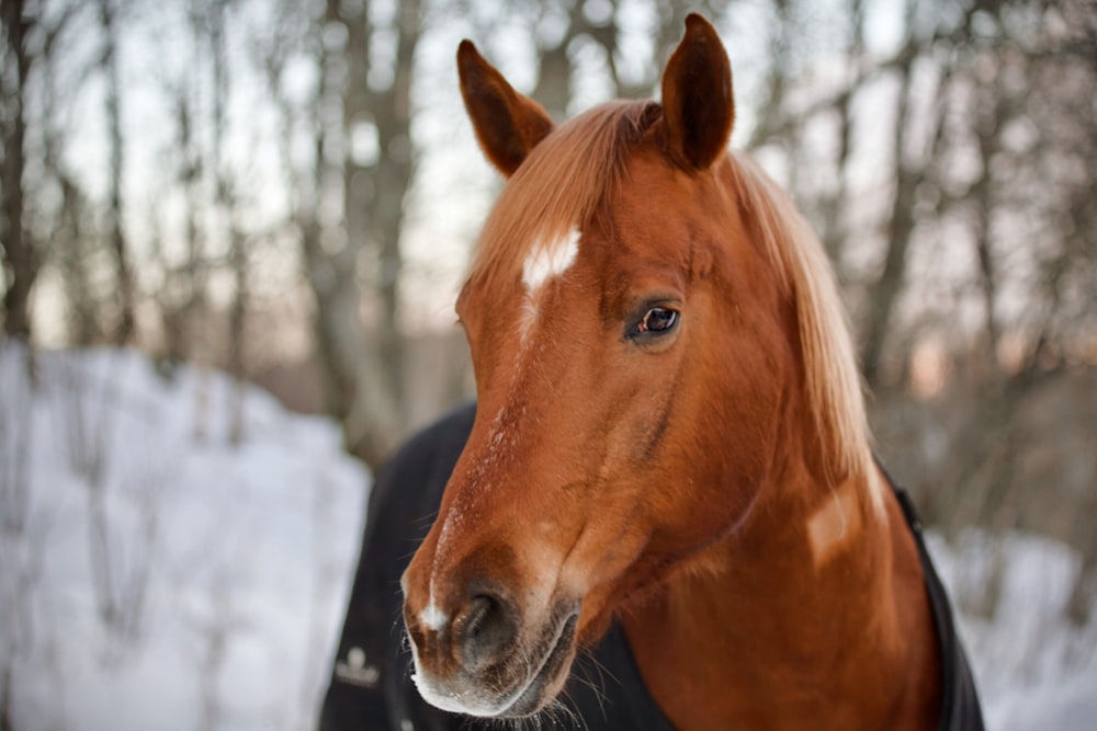 Un cheval brun debout dans un champ enneigé