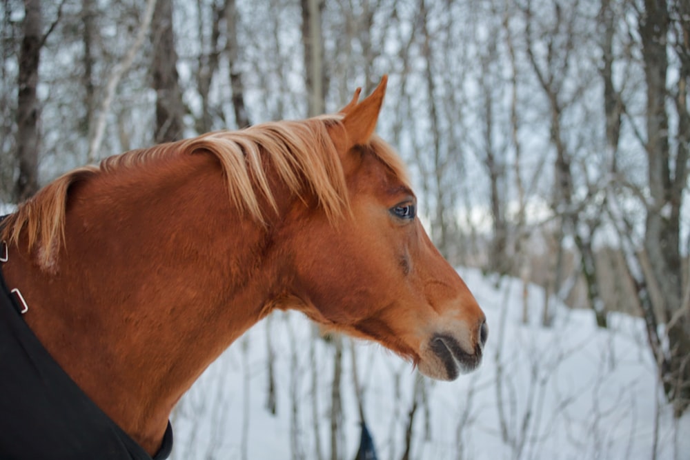 Un cheval brun portant une couverture noire dans la neige