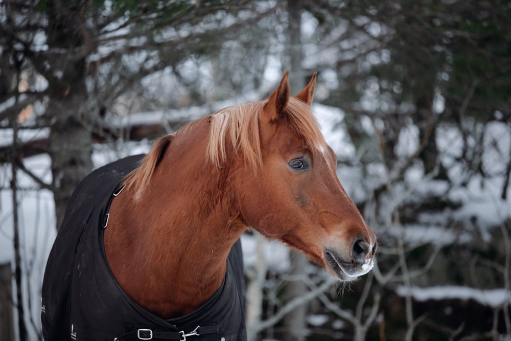Un cheval brun portant une couverture noire dans la neige