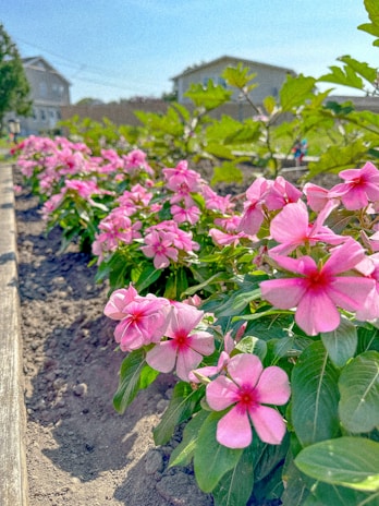Volunteers planting flowers along a neighborhood sidewalk under a soft pink sky.