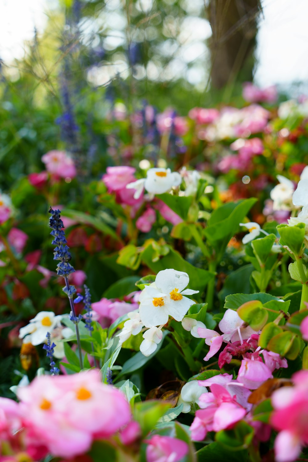 a bunch of flowers that are in the grass