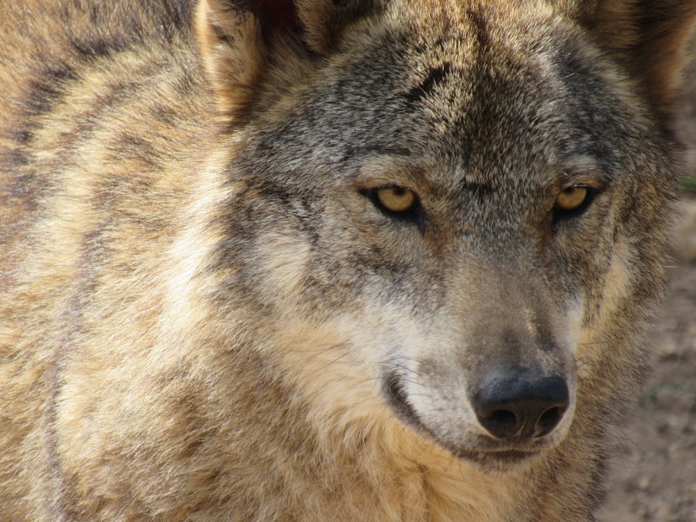 a close up of a wolf looking at the camera