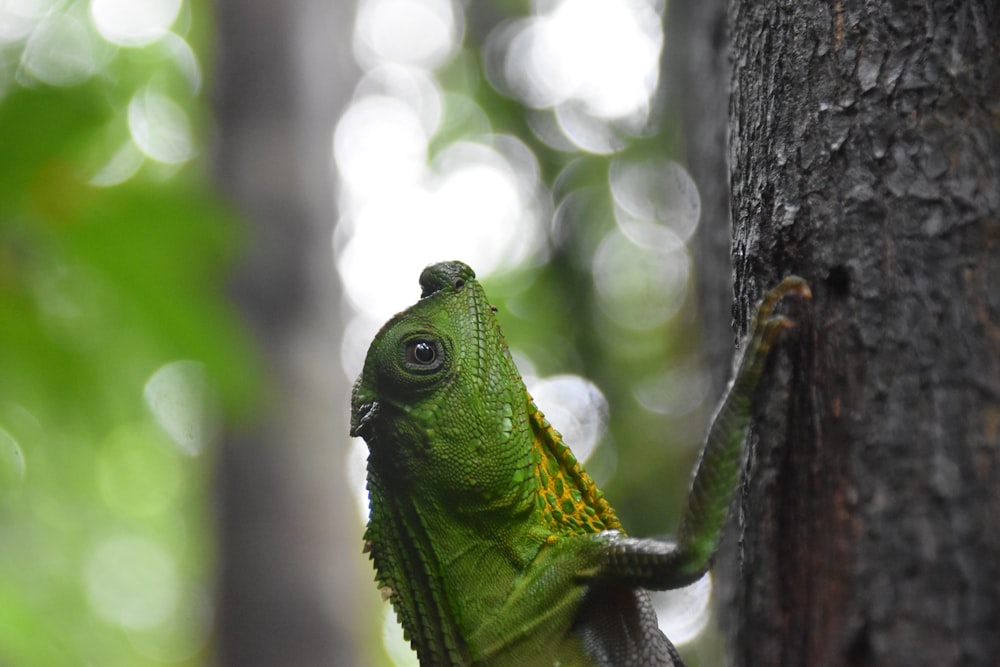 a green lizard is climbing up the side of a tree