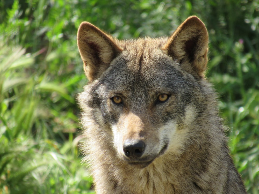 a wolf looking at the camera with a blurry background