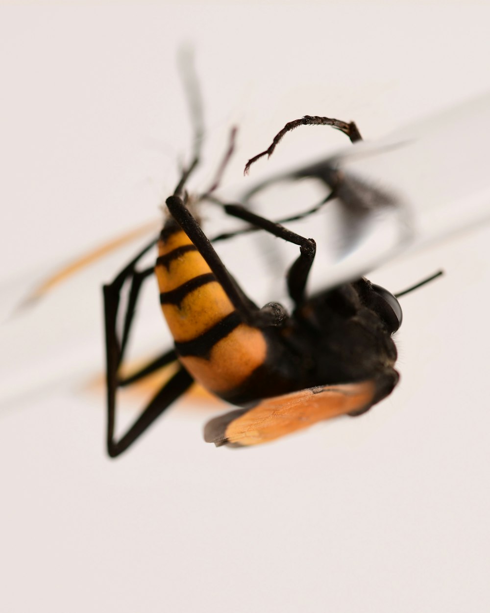 a close up of a bug on a white surface