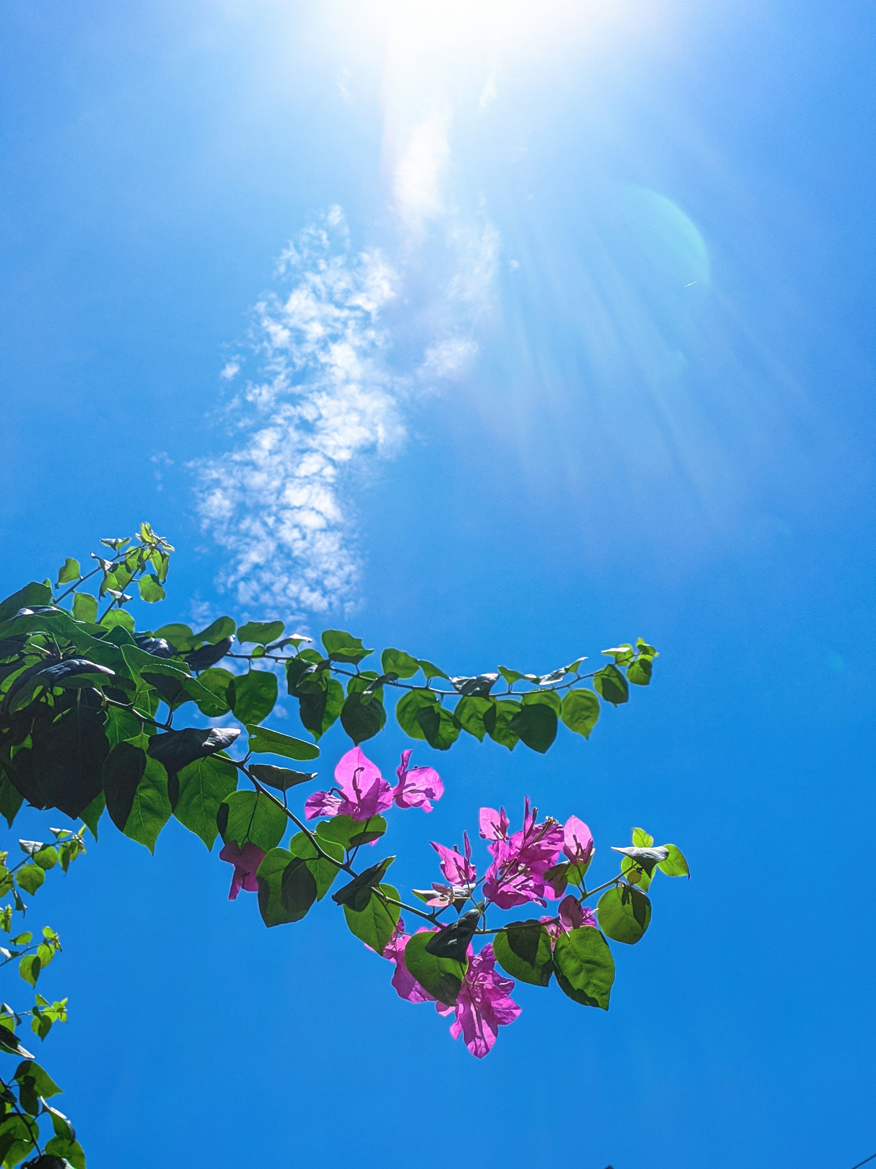 晴れた日にピンクの花が咲いています
