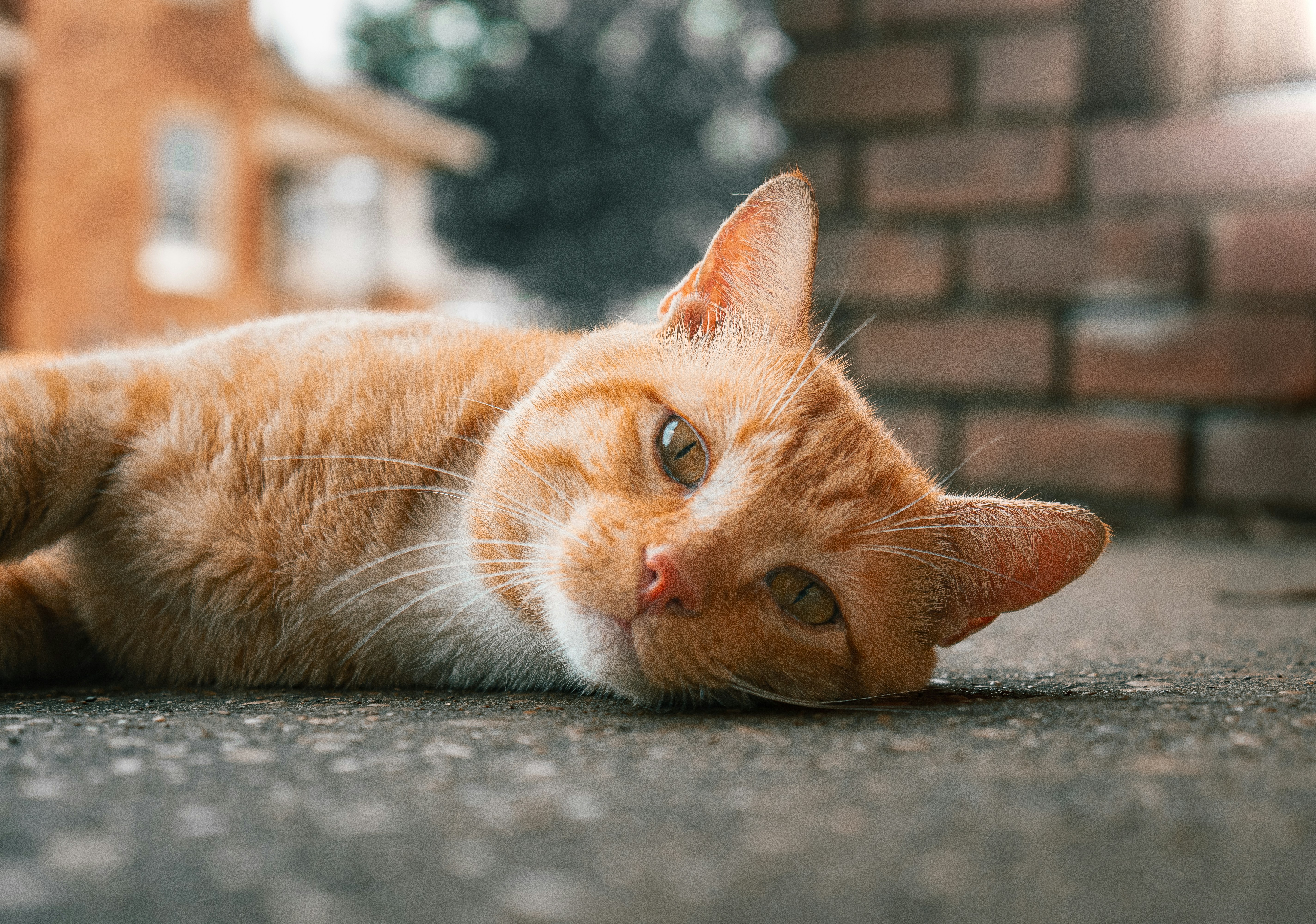 Photo by tomatopictures1