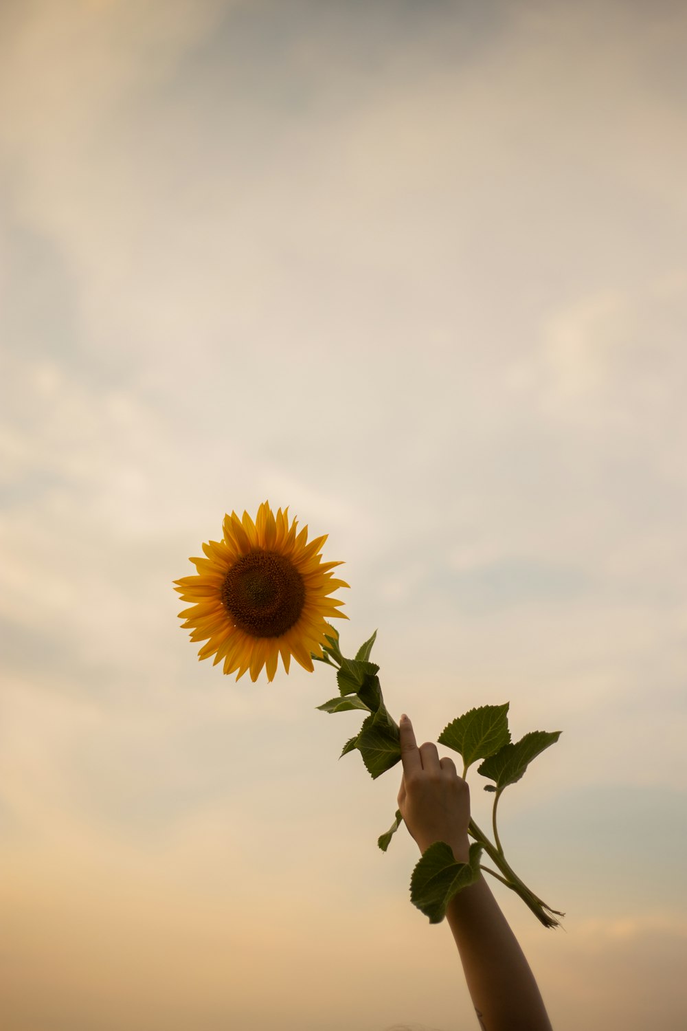 a person holding a sunflower up to the sky