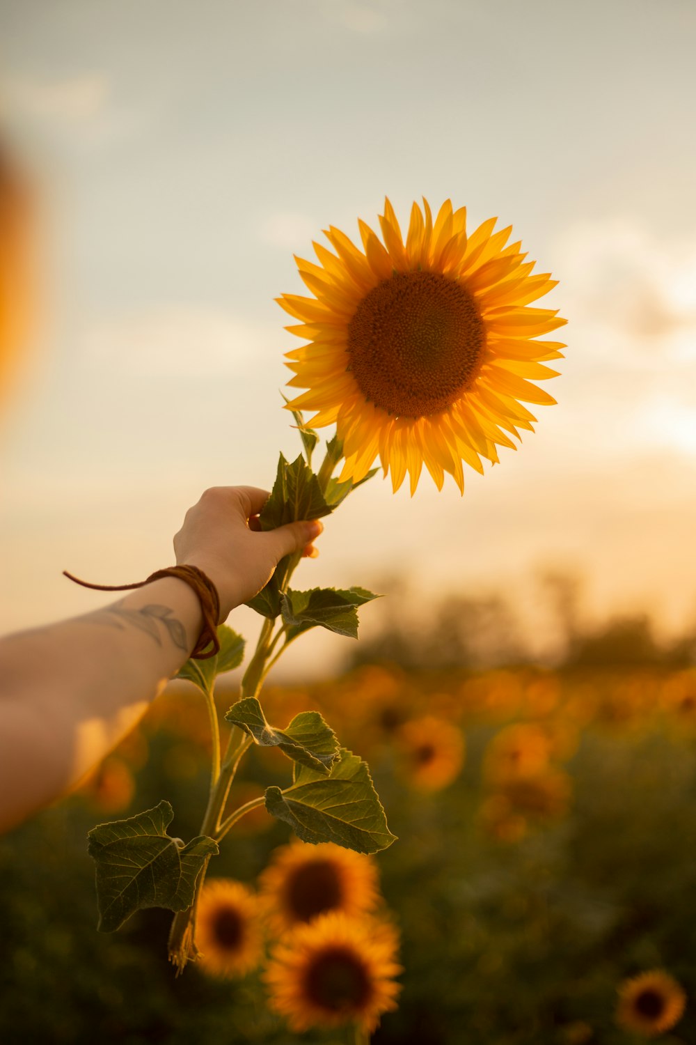 a person holding a sunflower in a field of sunflowers