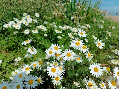 A serene landscape featuring a field of daisies under a clear blue sky.