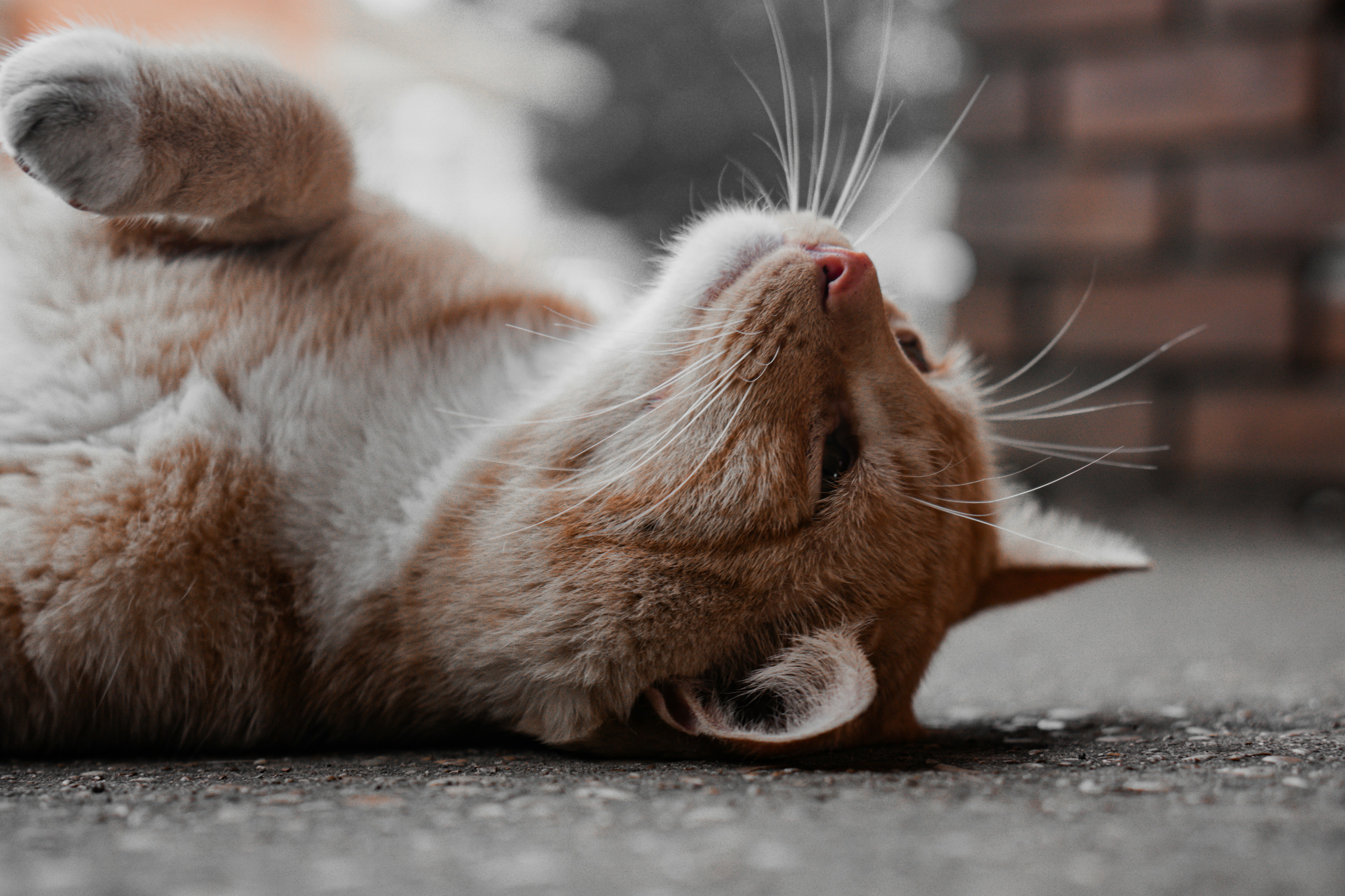 Photo by tomatopictures1