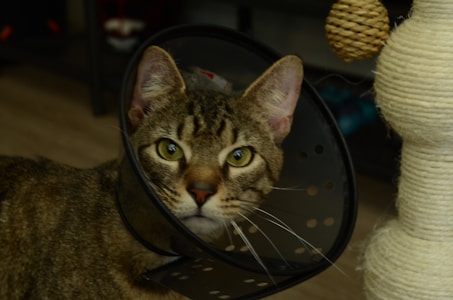 A tabby cat wearing a black protective cone around its neck is looking directly at the camera. To the right, there is a scratching post made of sisal rope with a woven ball attached. The background appears to be an indoor setting with a wooden floor and shelves.