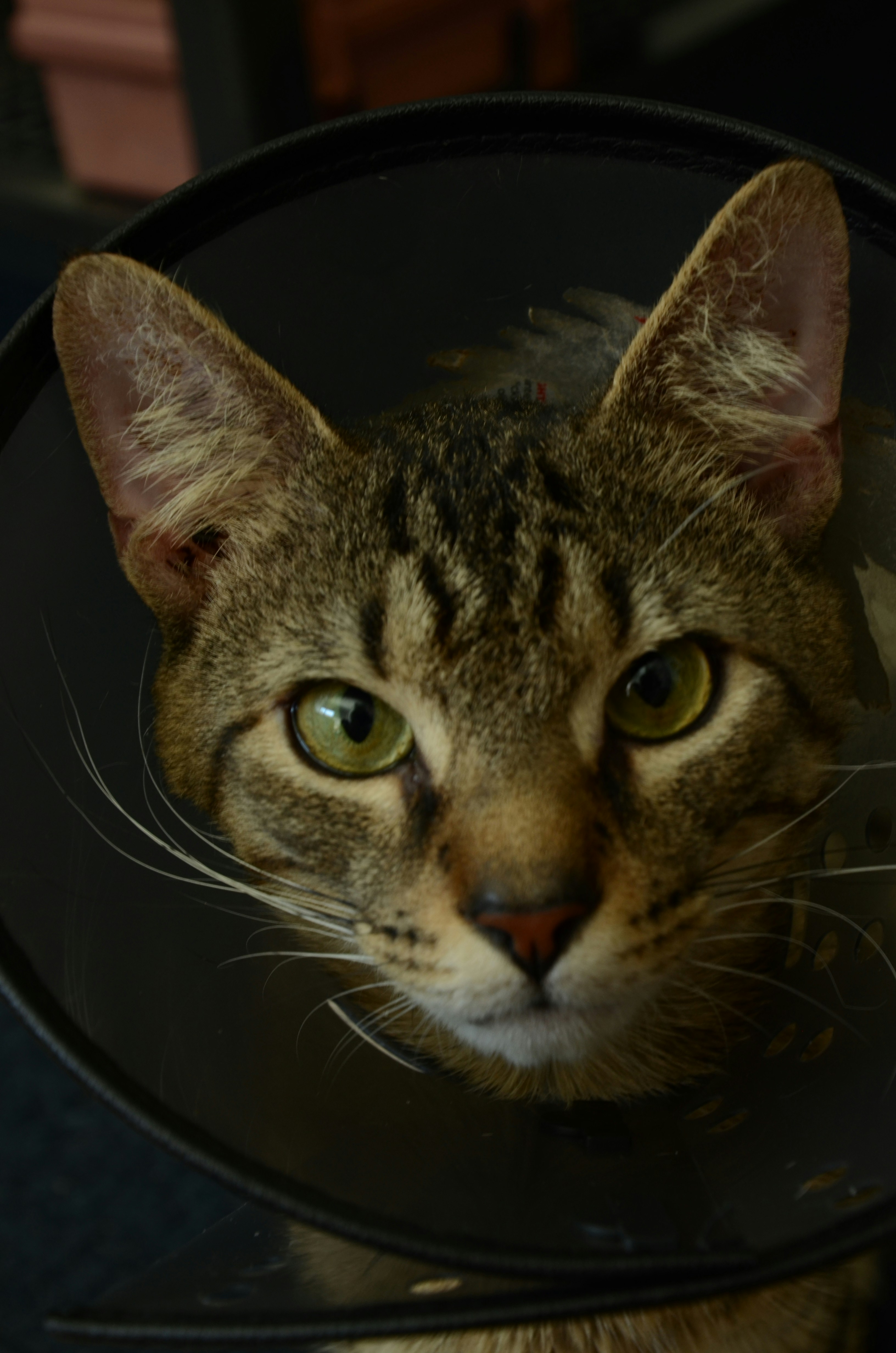 Conjuntivitis en Gatos: Causas, Síntomas y Prevención