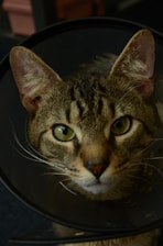 Close-up of a cat wearing a soft, breathable post-surgery collar with a secure harness.