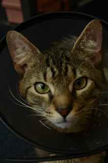 A close-up of a tabby cat wearing a black cone collar, with large green eyes and distinctive striped fur. The background is dark, making the cat's features more prominent.