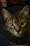 A close-up of a tabby cat wearing a black cone collar, with large green eyes and distinctive striped fur. The background is dark, making the cat's features more prominent.