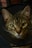 A close-up of a tabby cat wearing a black cone collar, with large green eyes and distinctive striped fur. The background is dark, making the cat's features more prominent.