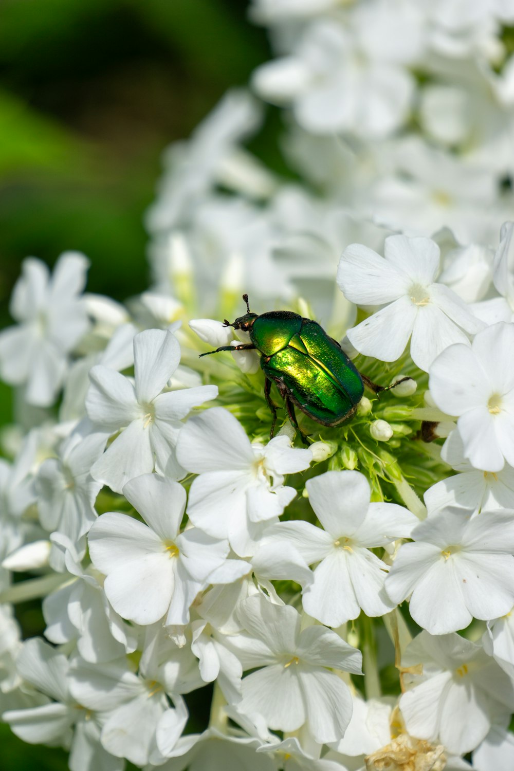 Un insecto verde sentado encima de una flor blanca