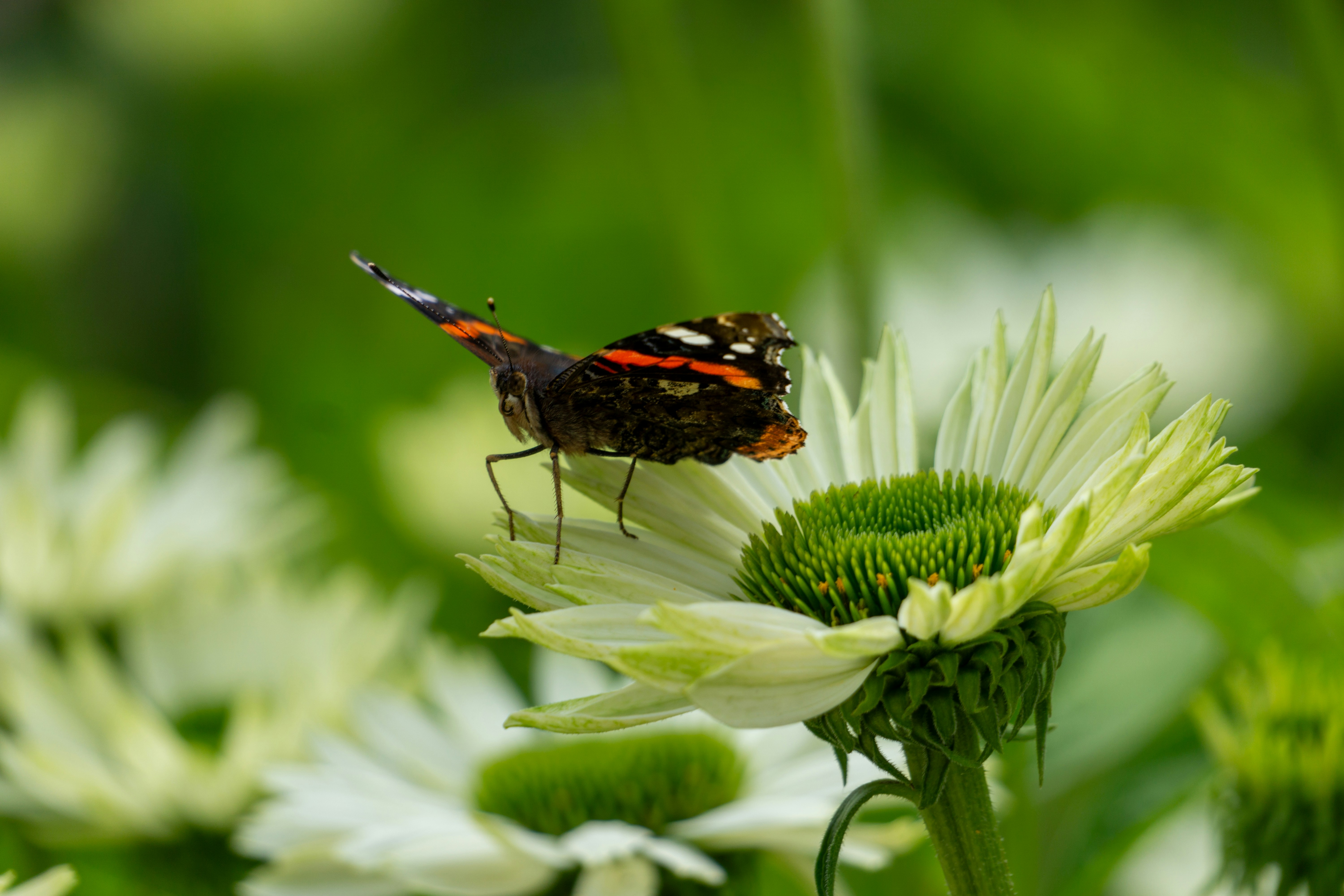 Photo by robertschwarz