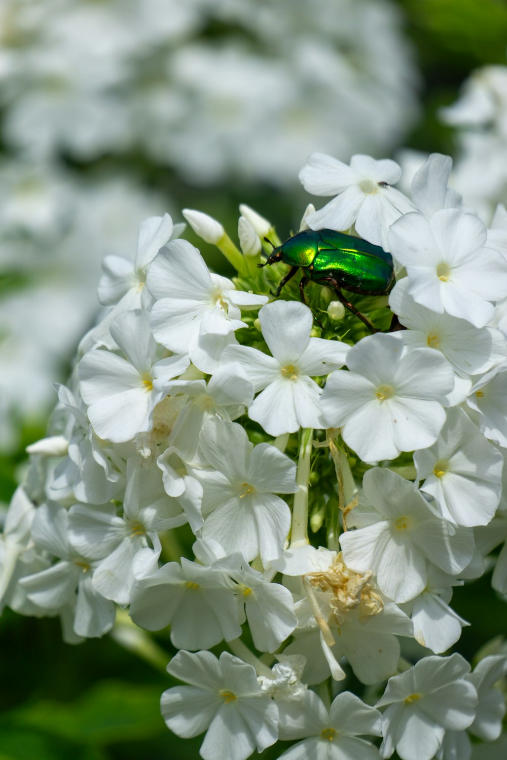 a green bug sitting on top of a white flower