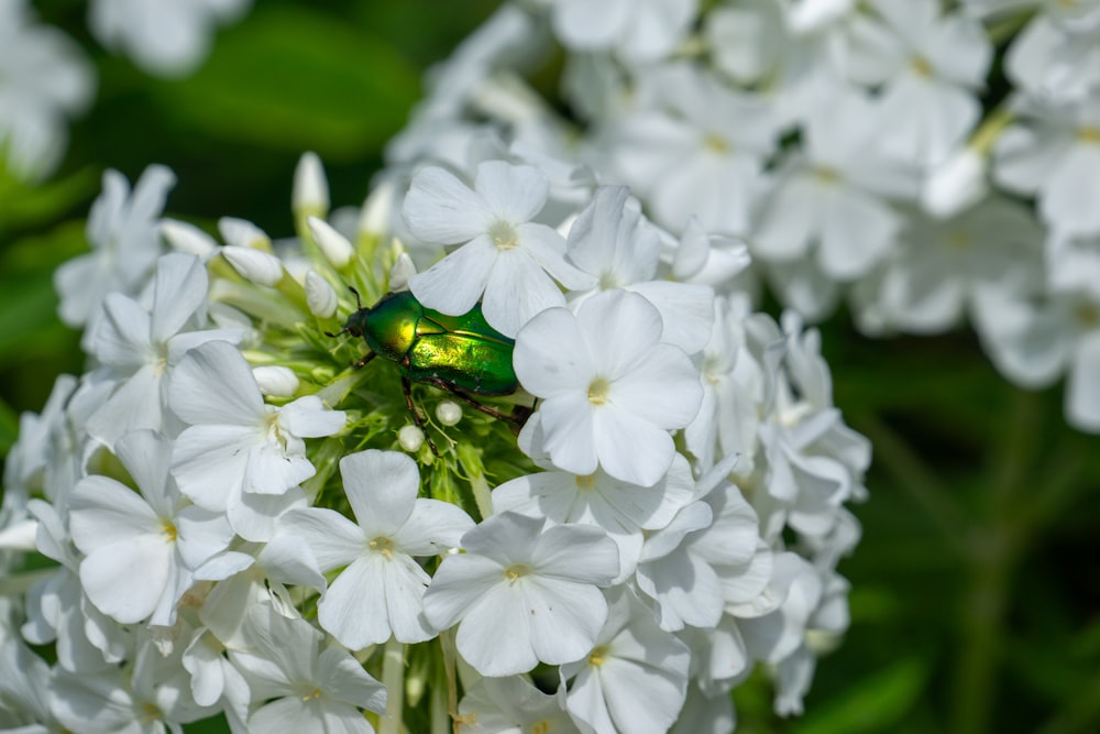 白い花の上に座っている緑色のカブトムシ