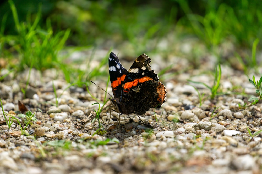 a small orange and black butterfly sitting on a gravel ground