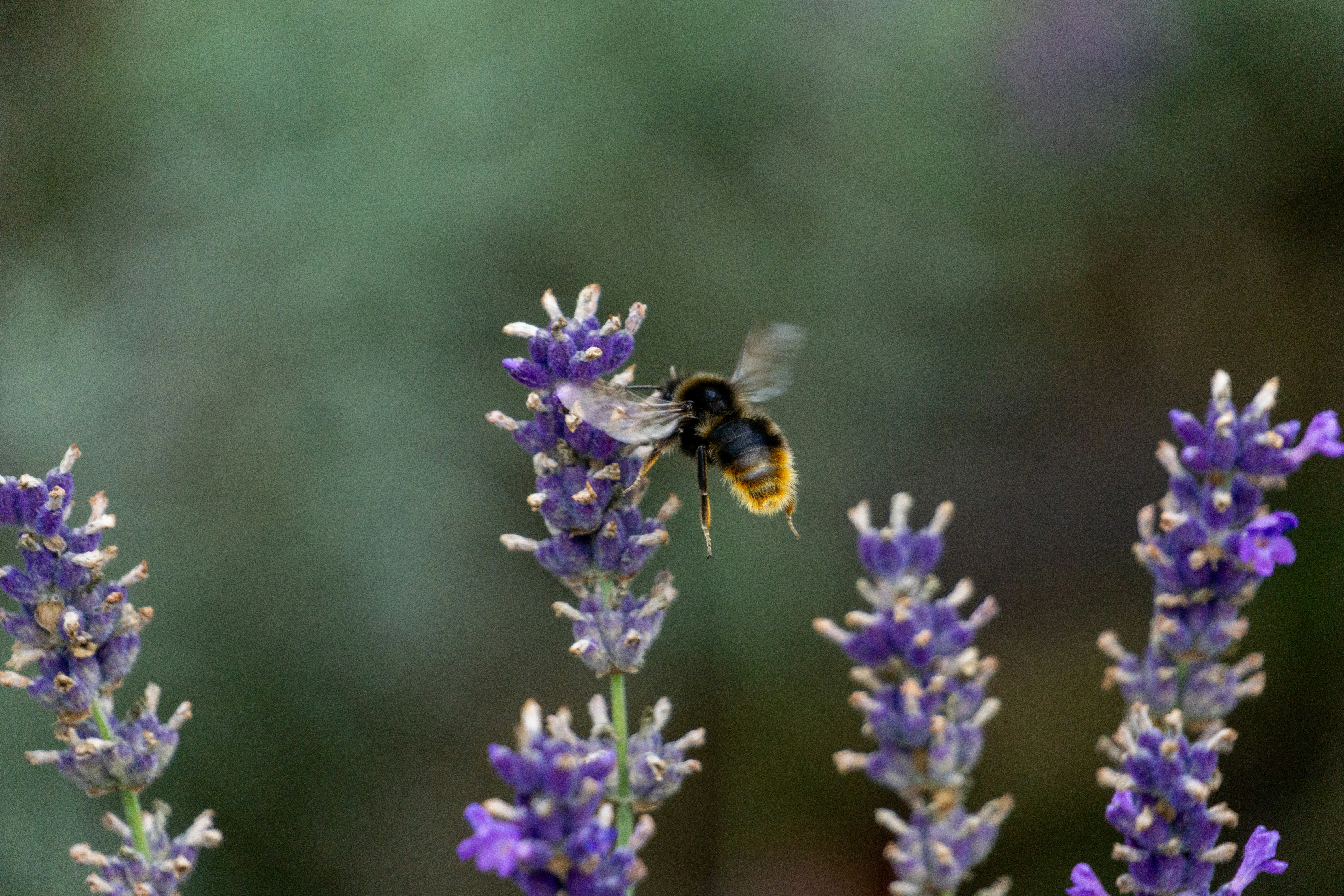 a bee that is sitting on some purple flowers