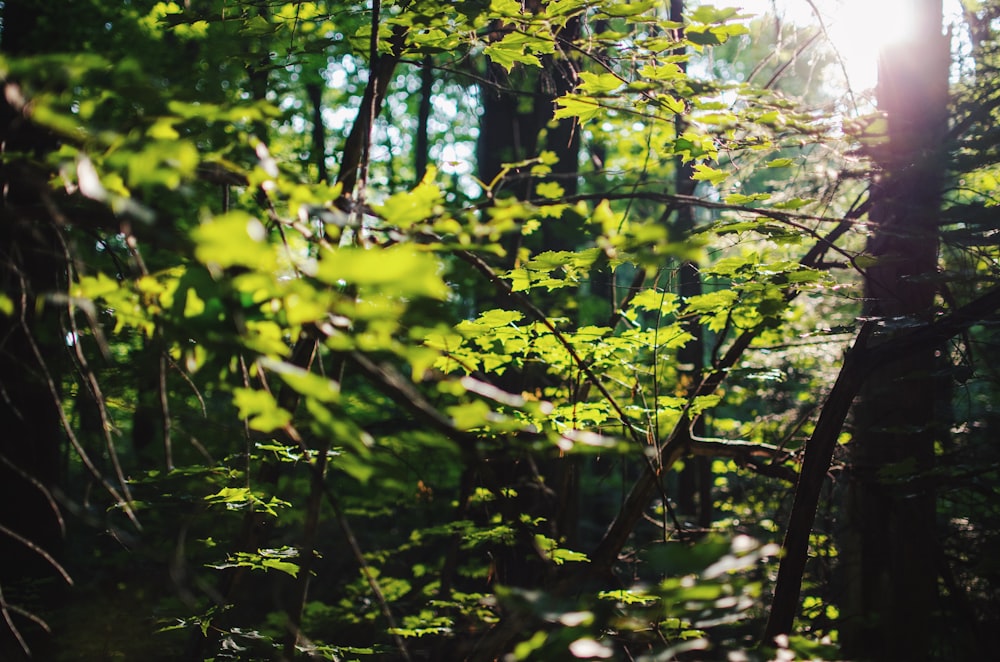 the sun shines through the trees in the forest