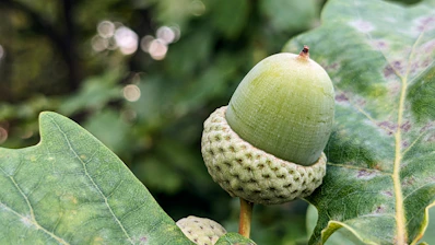 a close up of a leaf with a caterpillar on it