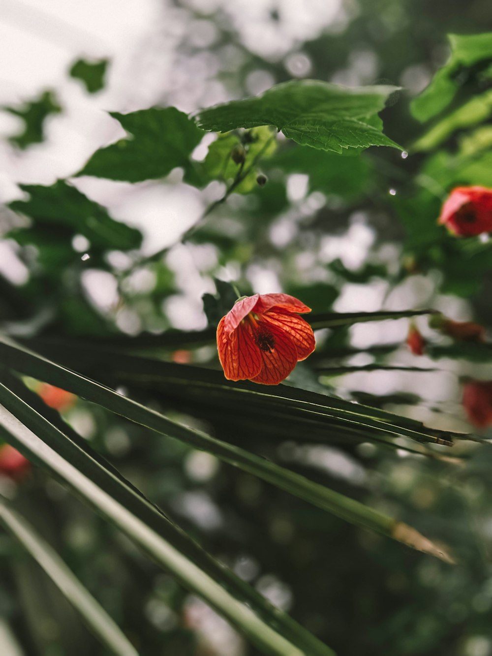 a close up of a red flower on a plant