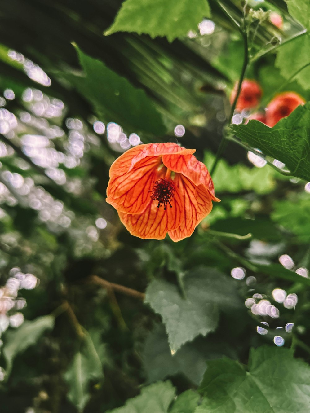un fiore arancione con foglie verdi sullo sfondo