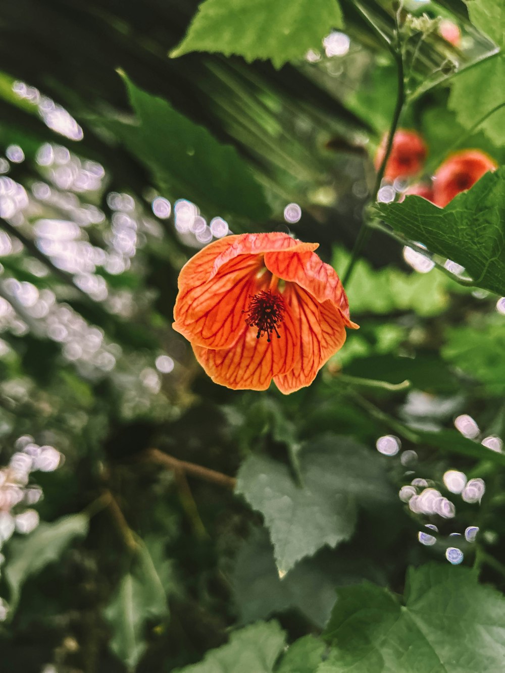 an orange flower with green leaves in the background